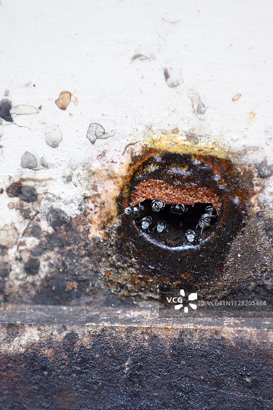 蜜蜂蜂巢图片素材