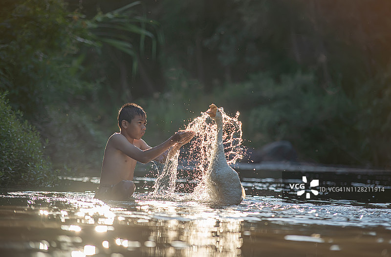 夏天的一天，小男孩在河里和鹅玩。孩子们照顾动物。图片素材