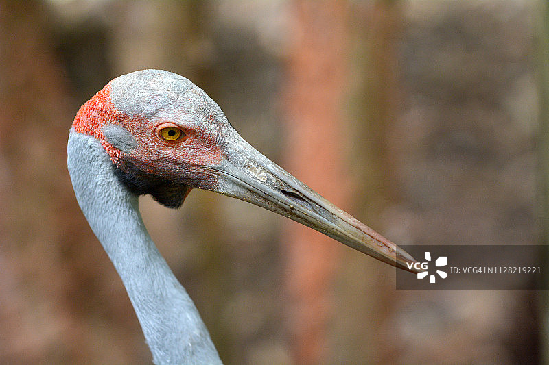 澳洲鹤图片素材