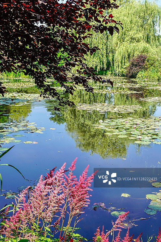 睡莲池塘图片素材