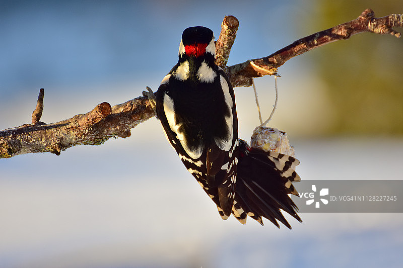 冬季的自然与野生动物：大斑啄木鸟栖息在树枝上，寻找自制鸟食图片素材