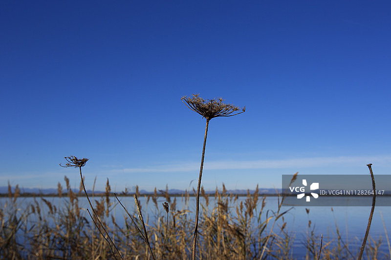 湖面上的芦苇草花图片素材