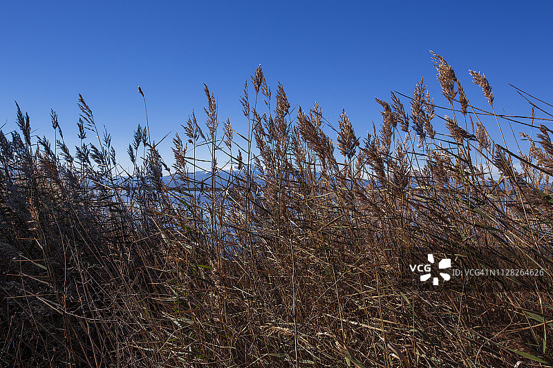 风中摇曳的芦苇草图片素材