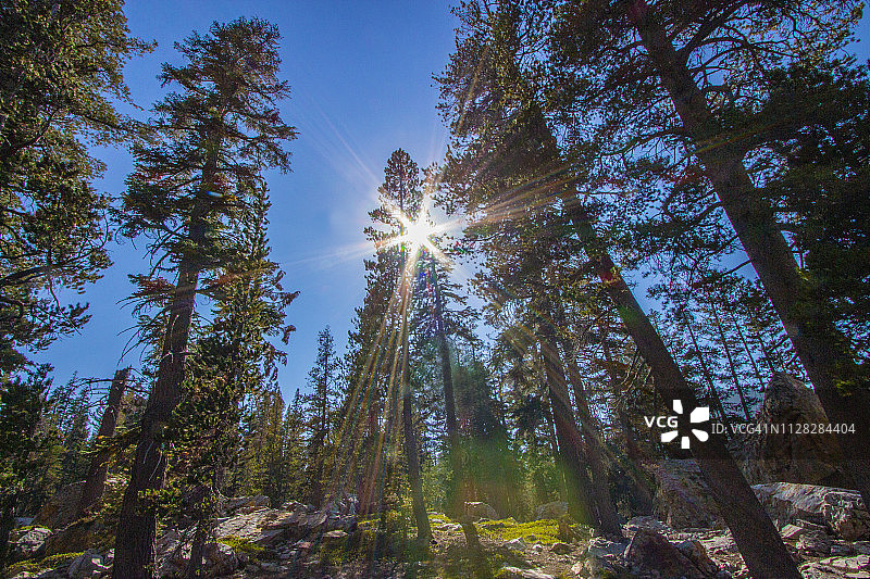 光岛湖树木3月1日-18日图片素材