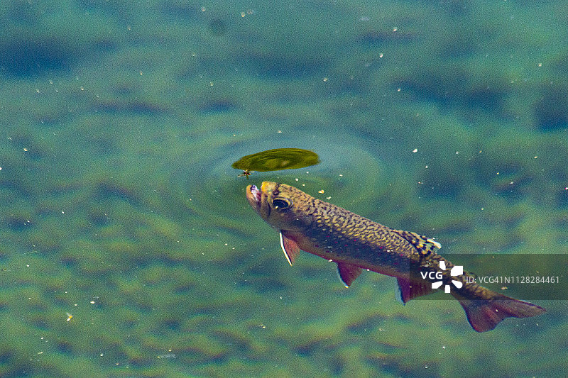 裸岛湖鳟鱼图片素材