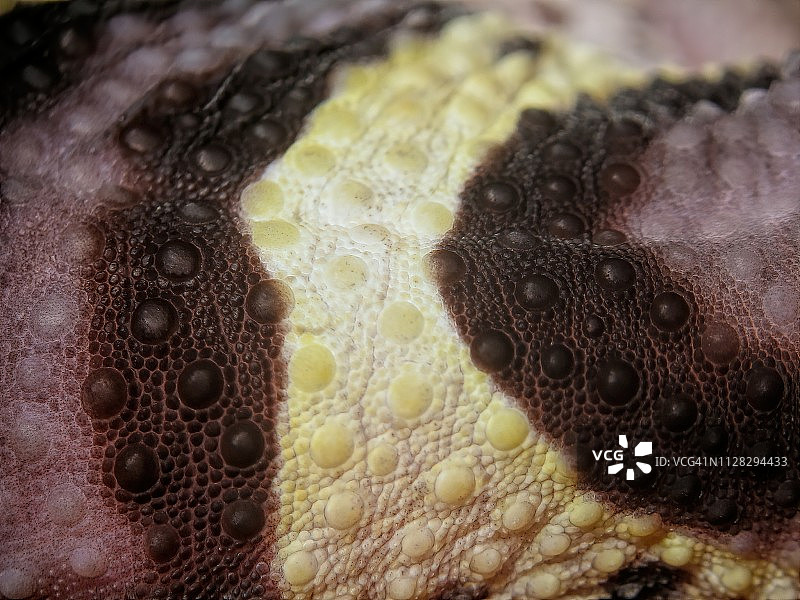 豹纹守宫皮肤纹理图片素材