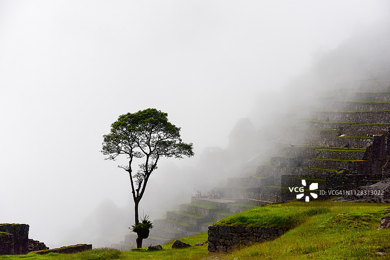 雾中的印加树图片素材