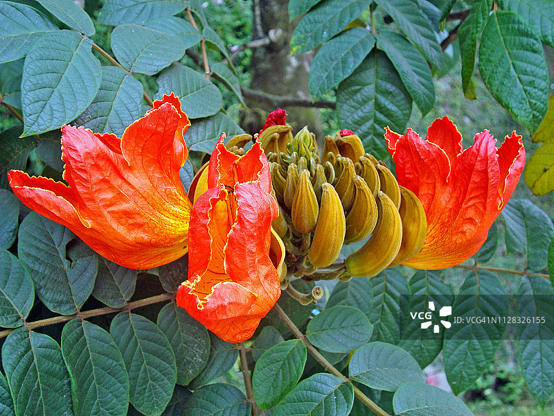 非洲郁金香树花图片素材