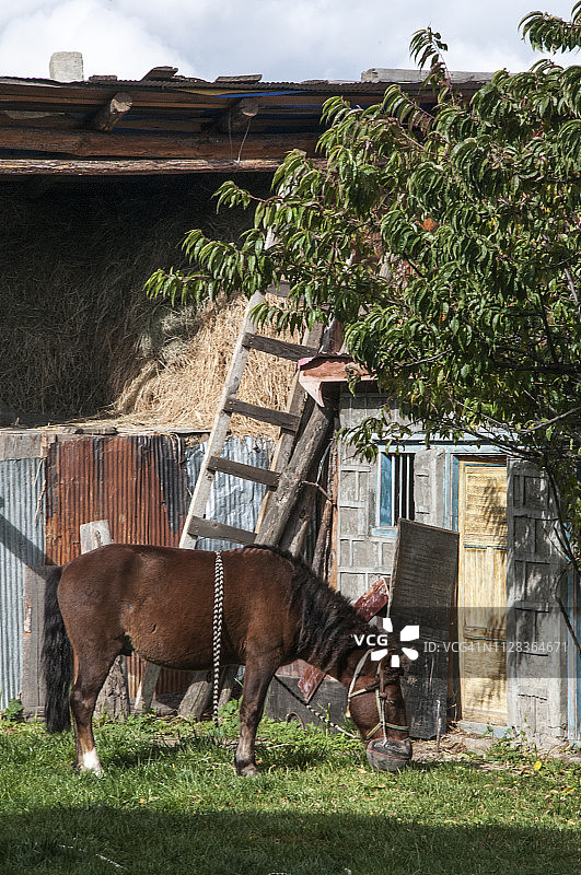 在中国西藏的村庄里吃草的马图片素材
