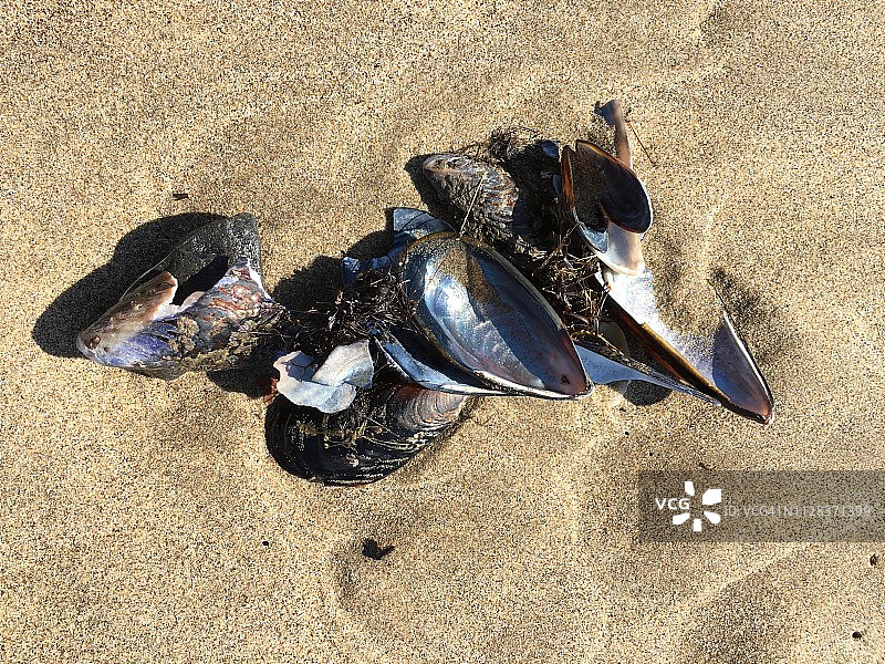 退潮时的蓝色贝壳图片素材