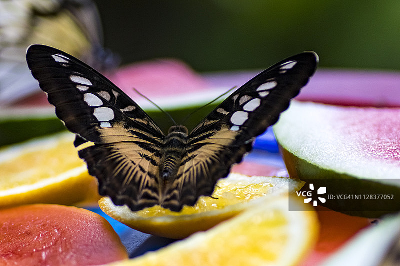 西尔维娅少女图片素材