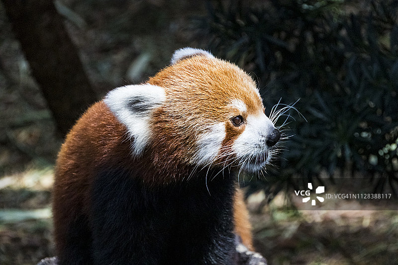 红熊猫图片素材
