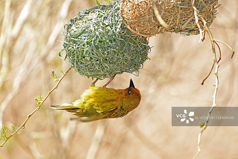 南非开普敦织巢鸟：雄鸟在巢边（小卡鲁，西开普省）图片素材