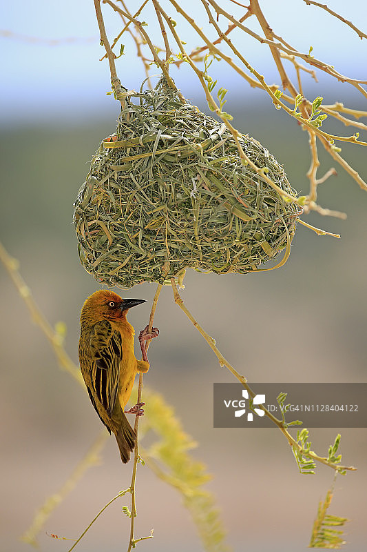 南非开普敦织雀雄鸟在巢穴求偶图片素材