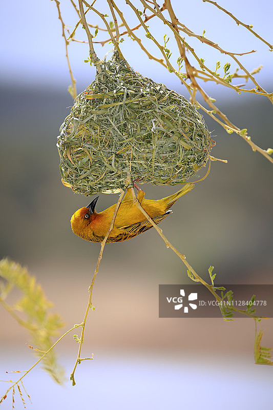 南非开普敦织巢鸟：雄鸟在巢边（小卡鲁，西开普省）图片素材