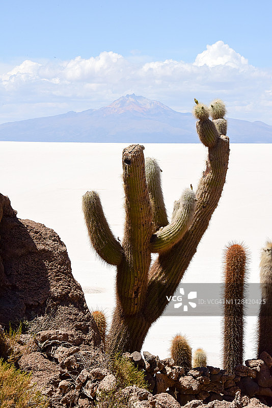 乌尤尼盐湖的巨型仙人掌图片素材