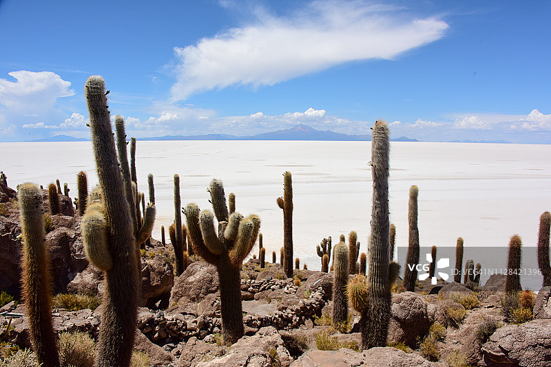 乌尤尼盐湖的巨型仙人掌图片素材