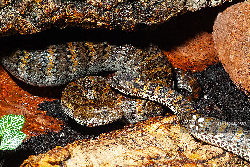 北部死亡蝰蛇图片素材