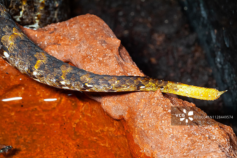 北部死亡蝰蛇图片素材