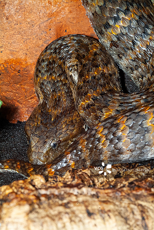 北部死亡蝰蛇图片素材