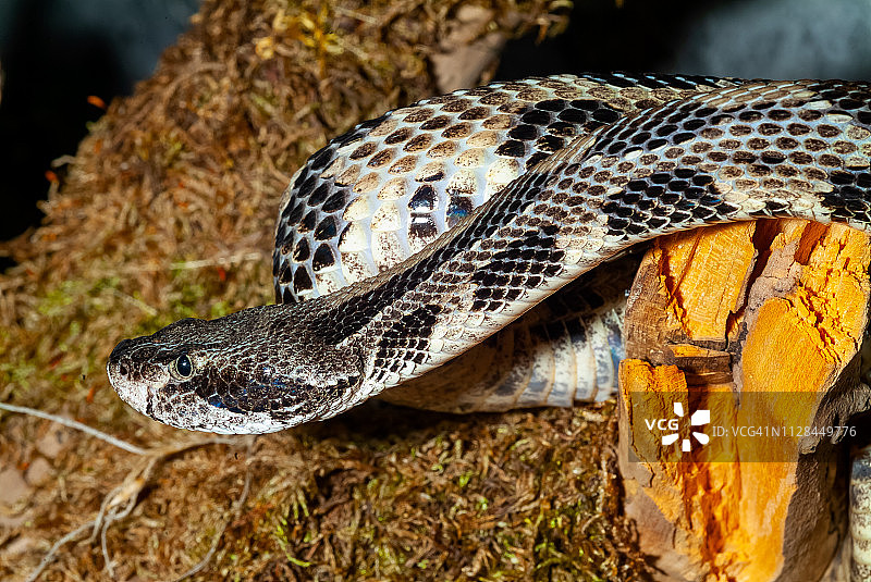 响尾蛇图片素材