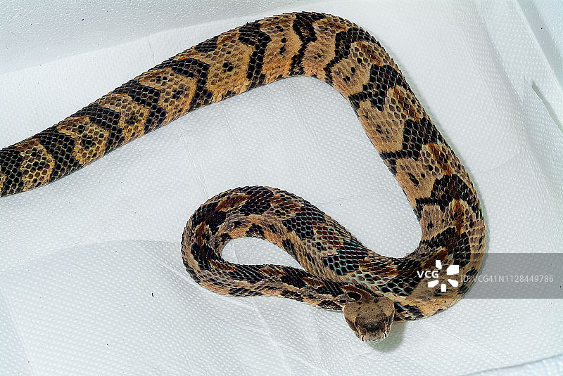 响尾蛇图片素材