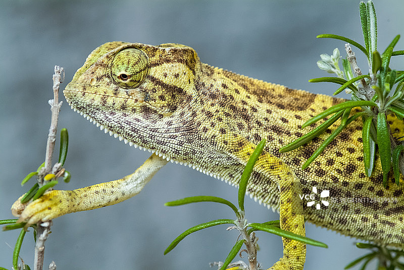 塞内加尔变色龙图片素材