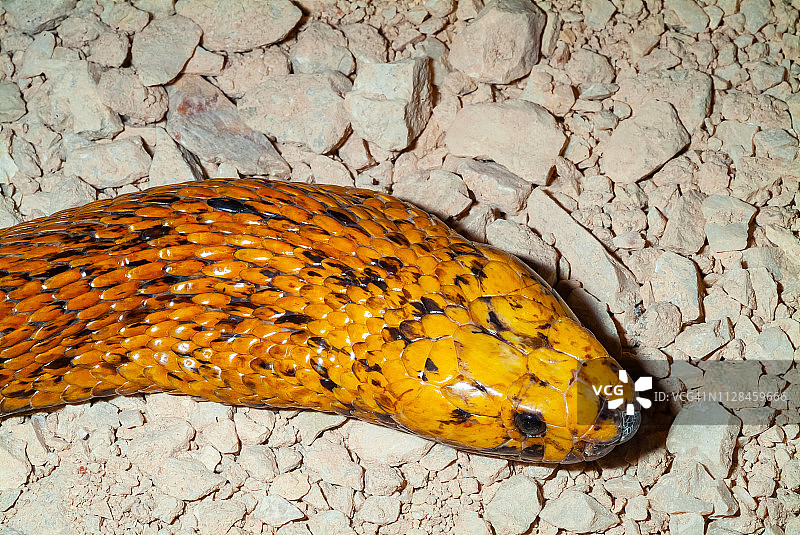 埃及眼镜蛇图片素材