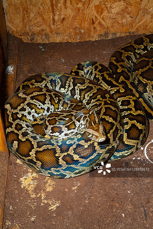 印度蟒蛇图片素材