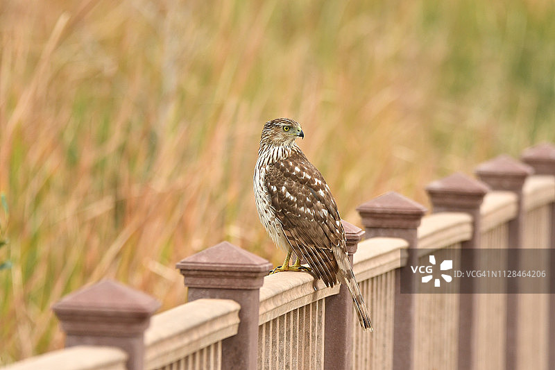 南帕德里岛木板路上的库珀鹰图片素材