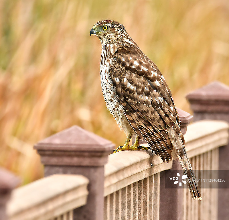 德克萨斯州墨西哥湾海岸木板路上的库珀鹰图片素材