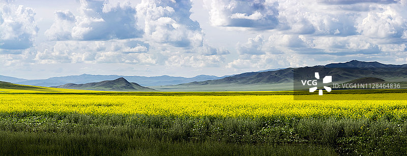 油菜花田图片素材