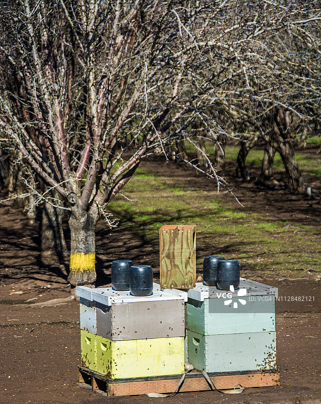 蜂箱与蜜蜂，准备为加州杏仁园授粉图片素材