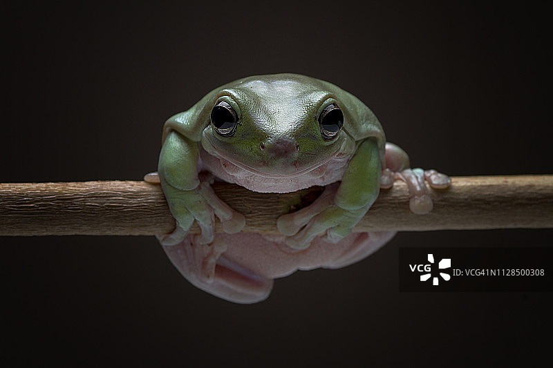 澳大利亚绿树蛙，印度尼西亚树枝图片素材