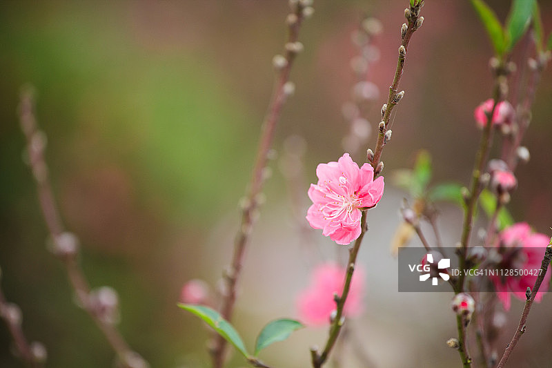 桃花盛开——越南春节最受欢迎的花卉之一，据说可以辟邪驱鬼，给主人带来平静与安宁图片素材