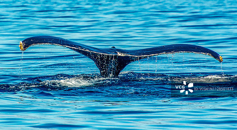 美国夏威夷茂宜岛海洋中的座头鲸尾叶图片素材