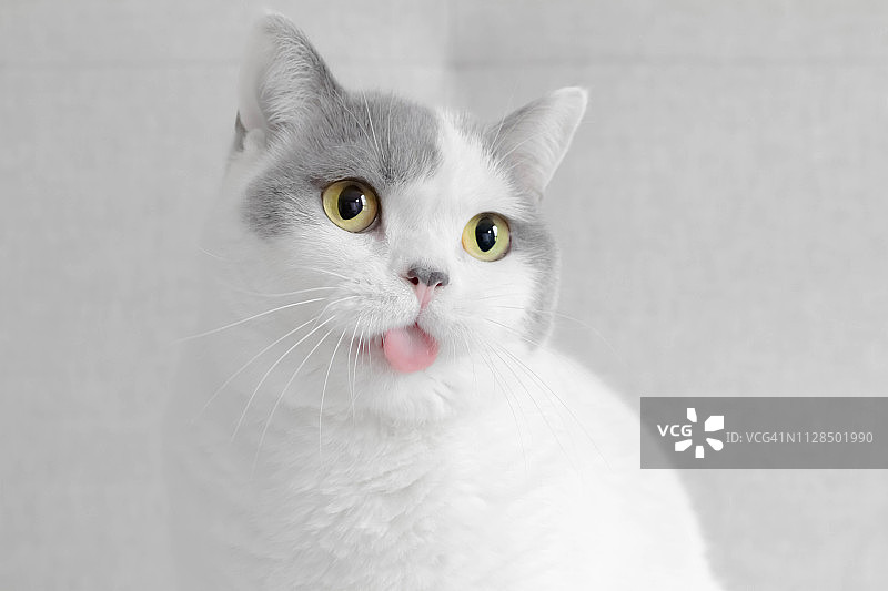 吐舌头的英国短毛猫肖像图片素材