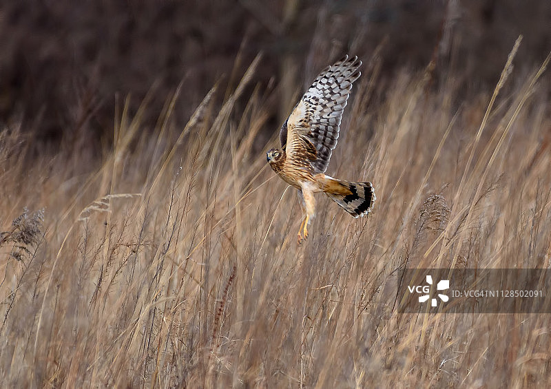 飞行中捕食田鼠的北美鹞图片素材