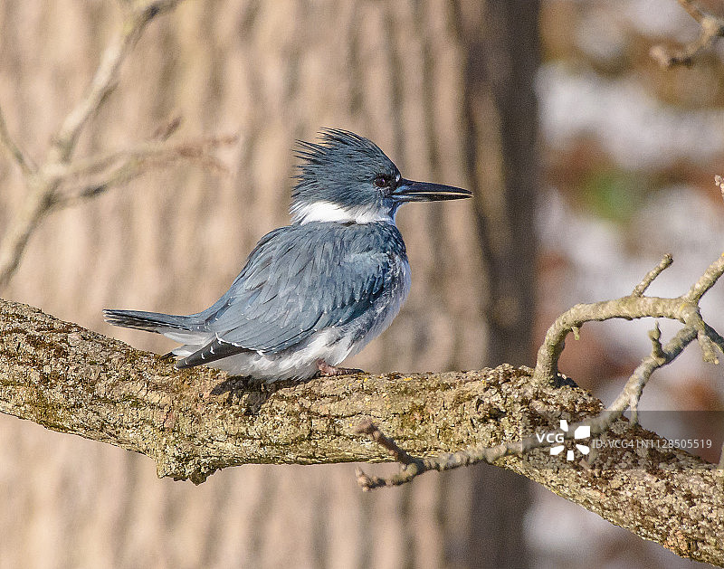 雄性带纹翠鸟图片素材