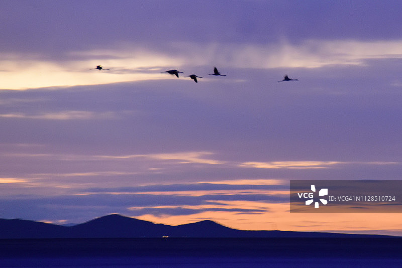 日出时飞翔的火烈鸟图片素材