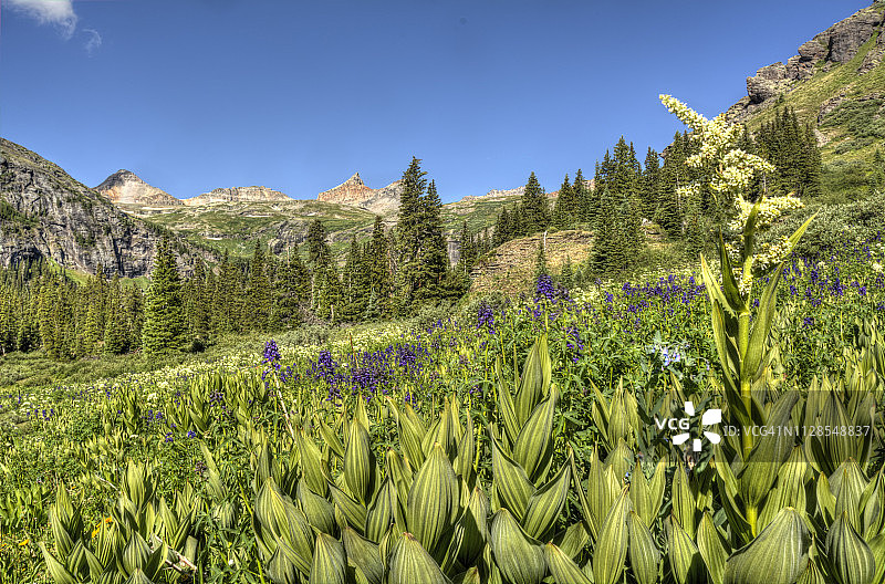 山区野玉米百合图片素材