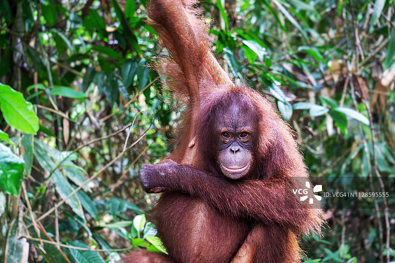 婆罗洲丛林中雌性猩猩的肖像图片素材