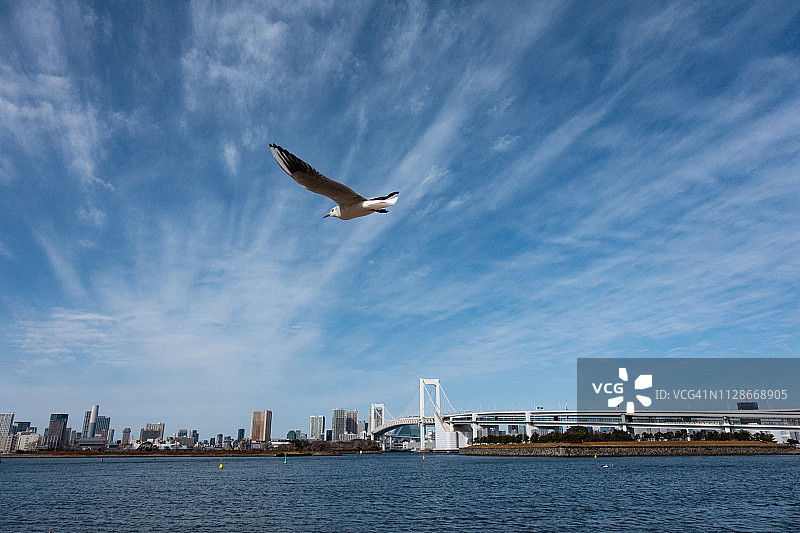 日本东京台场海滩上的彩虹大桥和海鸥图片素材