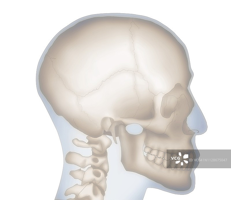 人类的头骨,插图图片素材