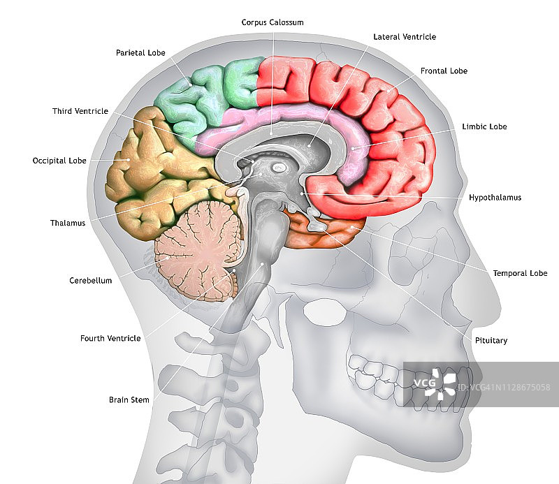 人类大脑、插图图片素材