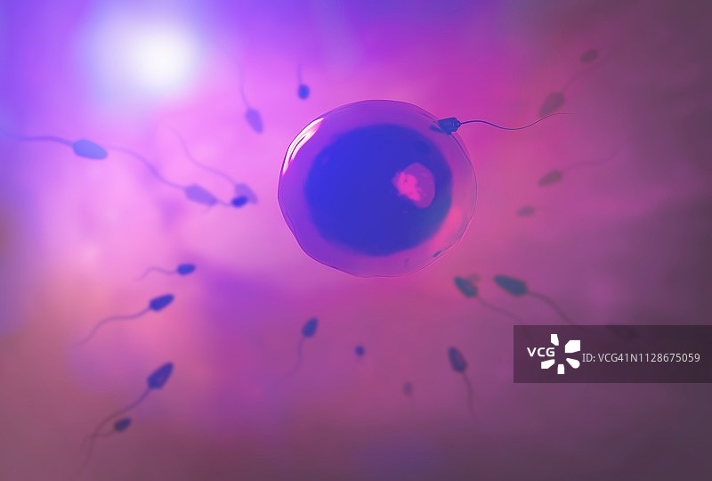 受精作用插图图片素材