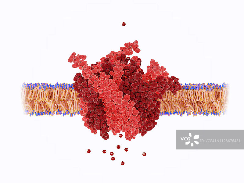 钙通道孔示意图图片素材
