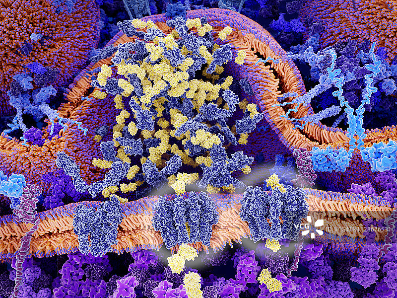 CAR-T细胞癌症免疫疗法插图图片素材