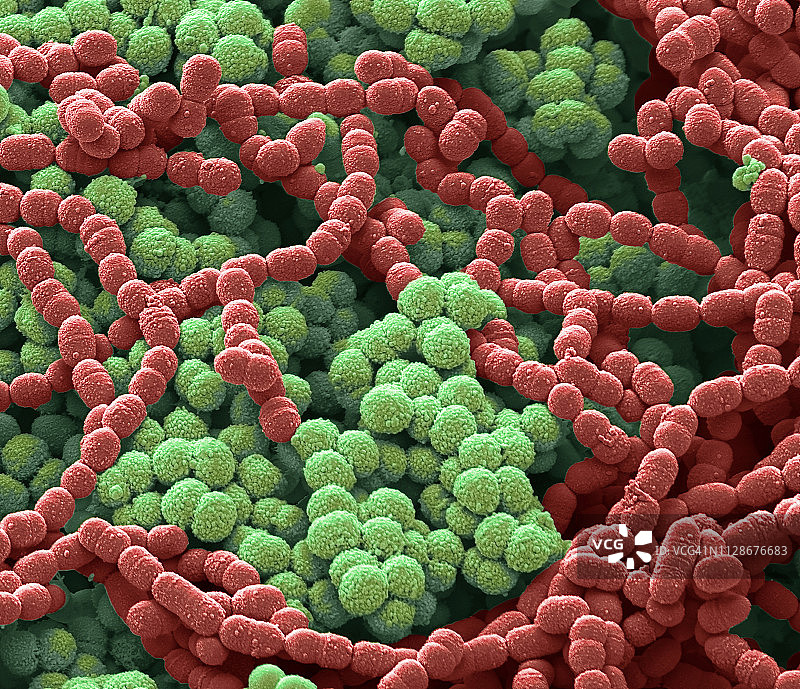 痰培养，扫描电子显微镜图片素材