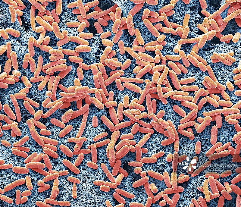 大肠杆菌扫描电镜图图片素材
